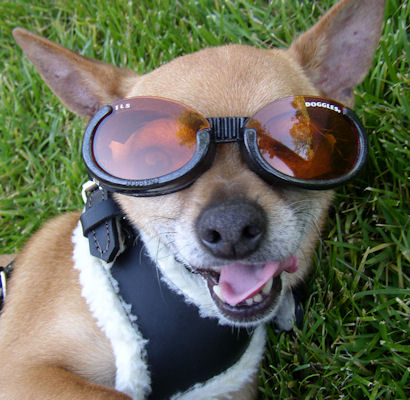 dog 20with 20tongue 20out